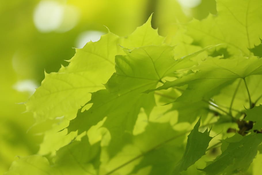 spring, vancouver, canada, plant part, leaf, green color, growth HD wallpaper