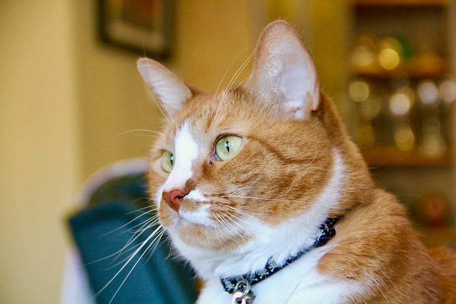 cat, ginger, pet, animal, cute, domestic, mammal, fur, feline HD wallpaper