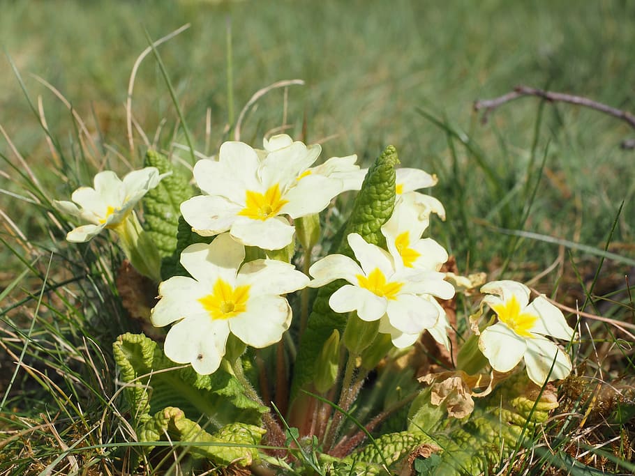 primrose, flower, blossom, bloom, bright yellow, pastel, pastellfarben HD wallpaper