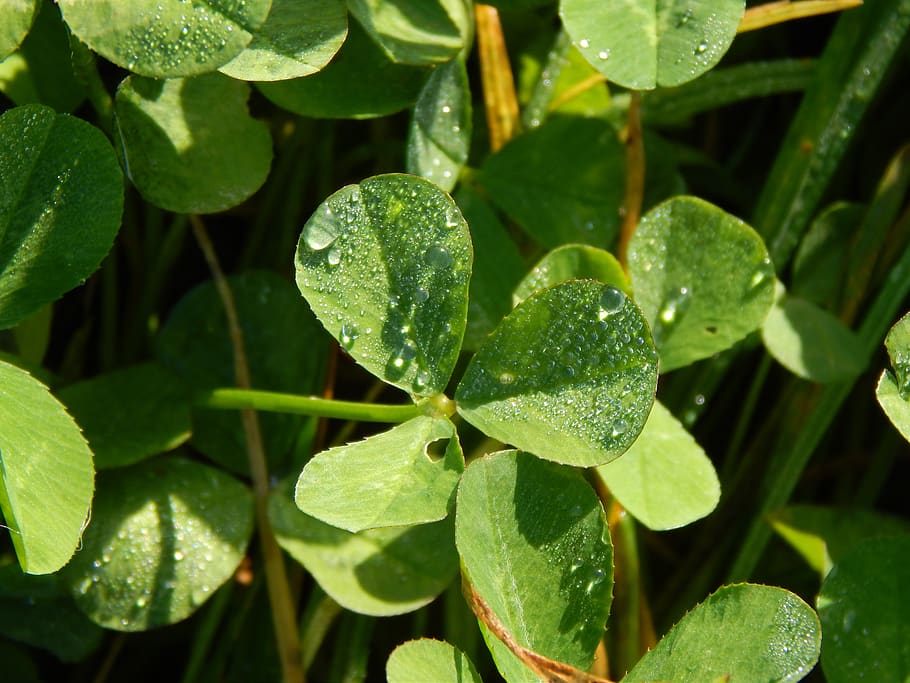 leaf, plant, nature, fresh, plant part, growth, close-up, green color HD wallpaper