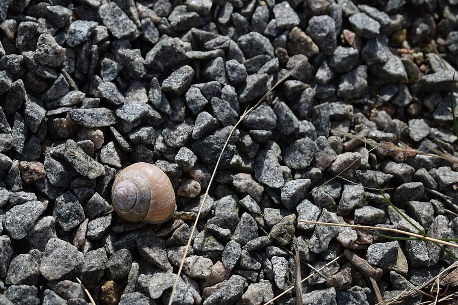 slug, seashell, bugs, garden snail, summer, spring, gravel HD wallpaper