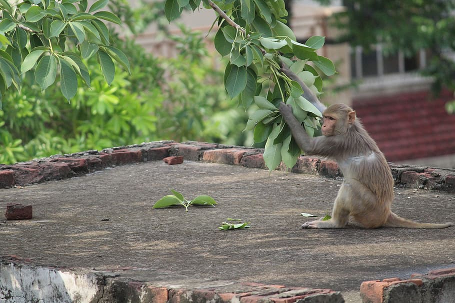 monkey, wildlife, animal, nature, primate, mammal, cute, ape HD wallpaper