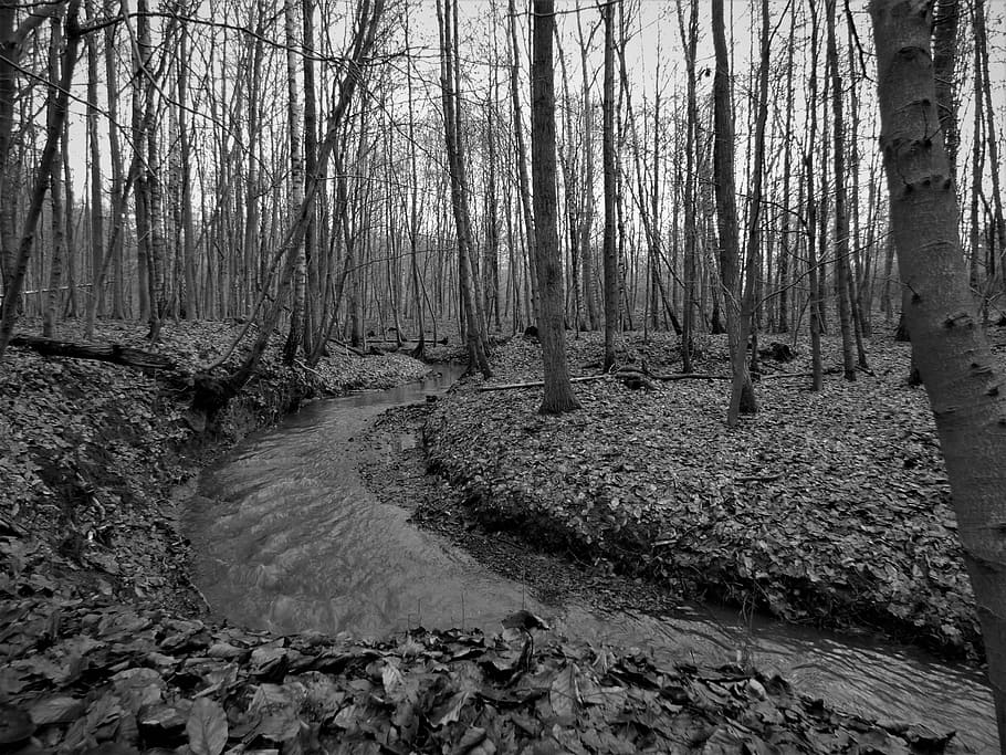 Forest, Bach, Trees, Aesthetic, siepe, tribe, water, nature HD wallpaper