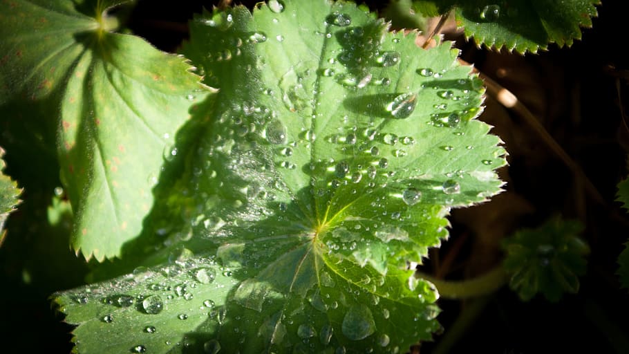 leaf, water, sun, nature, green, plant, drop, rain, foliage HD wallpaper