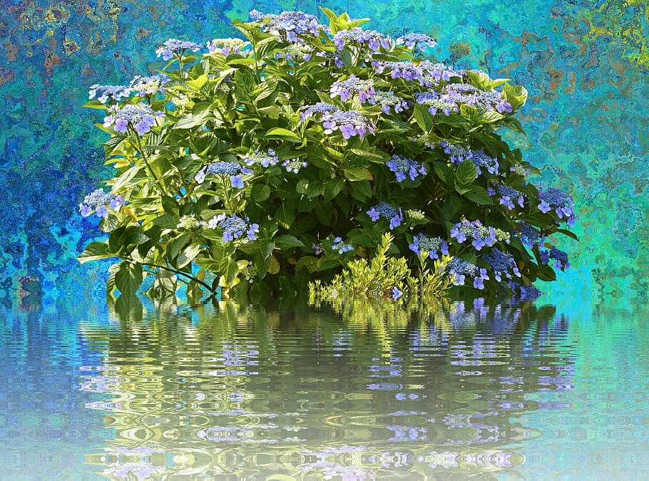 hydrangeas, hydrangea bush, nature, spring, flora, flower garden HD wallpaper