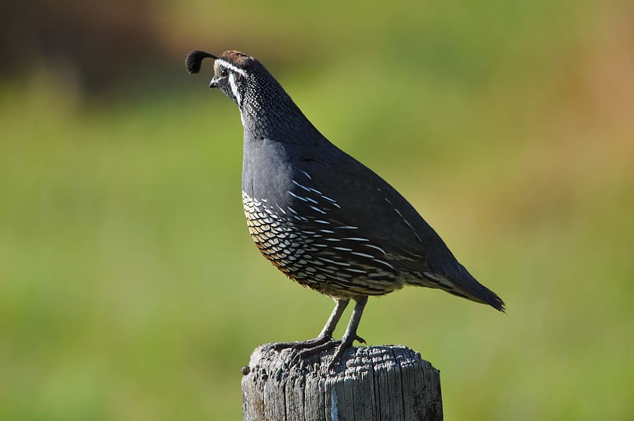 californian quail, new zealand, bird, animal wildlife, one animal, HD wallpaper