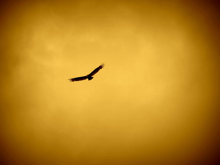 Hawk against the orange sky , Bird, flight, photos, public domain HD wallpaper