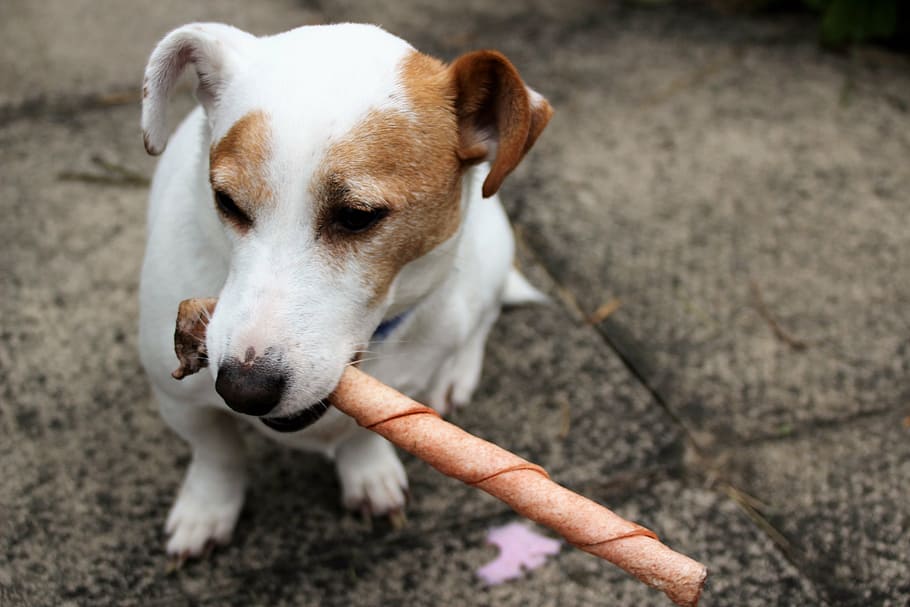 jack russel, terrier, dog, animal, pet, russell, jack russell terrier HD wallpaper