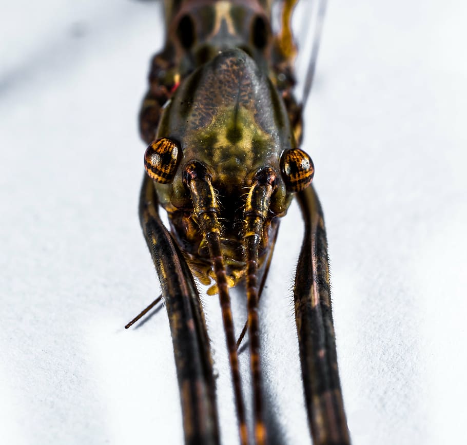 stick insect, ghost insect, scare, close, animal, nature, wildlife HD wallpaper