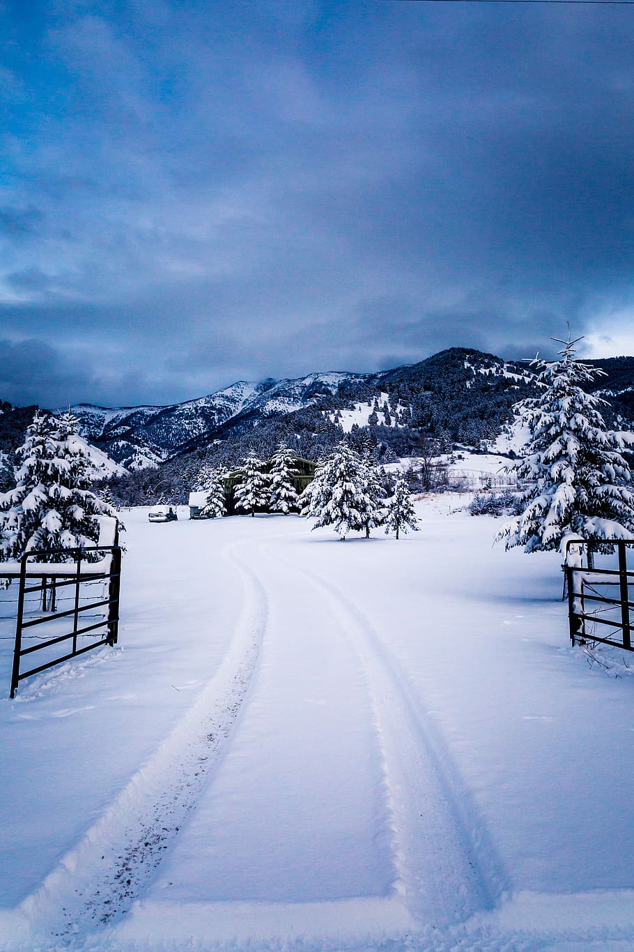 snow path with pine tress under blue sky during daytime, snow covered trees near mountain under blue sky, HD wallpaper