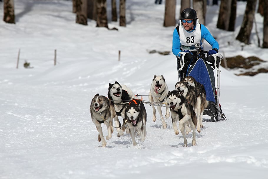 Sled Dog Racing, Musher, Competition, world championship, race