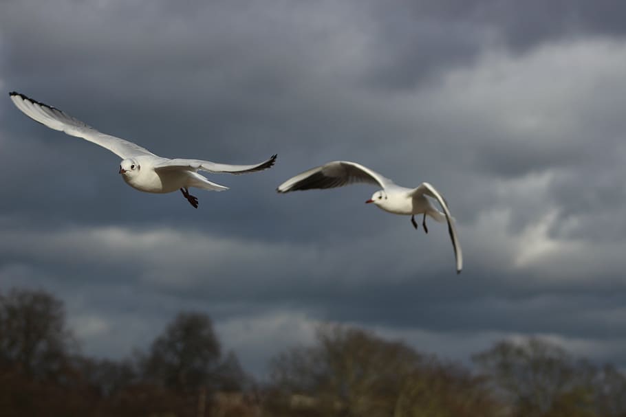 birds, sky, bird flight, dom, wings, cloud, travel, wild, landscape HD wallpaper