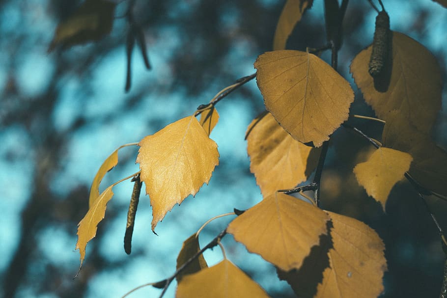 focus photography of yellow leafed plants, leaves, branch, tree HD wallpaper