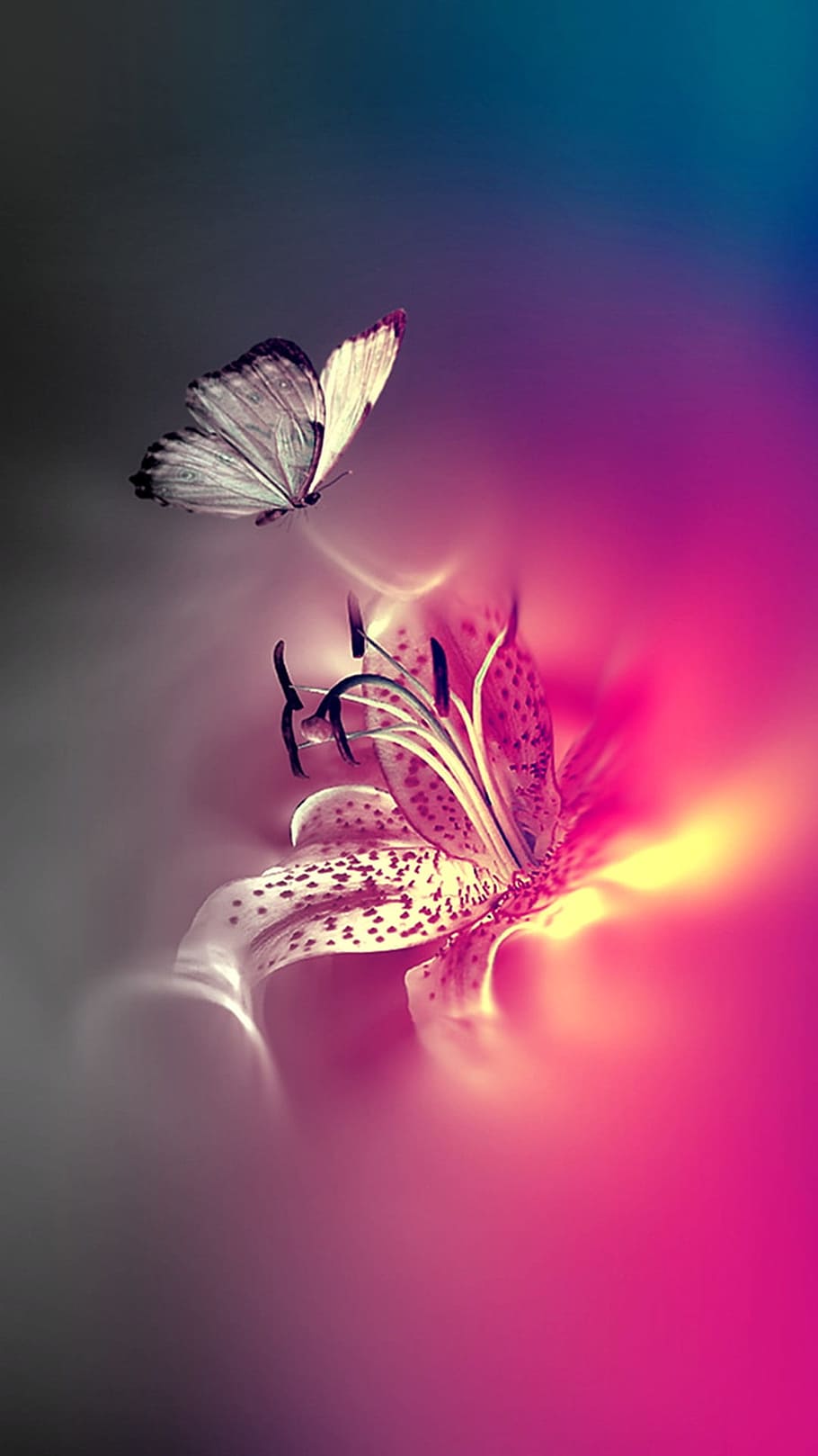 white and black butterfly digital wallpaper, butterflies, pink HD wallpaper
