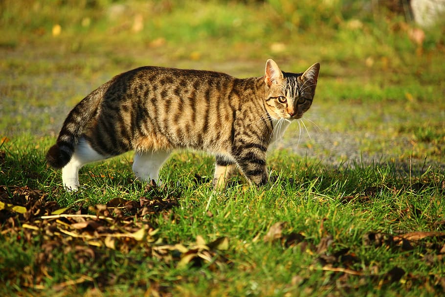 cat, mackerel, autumn, kitten, mieze, nature, pet, animal themes HD wallpaper