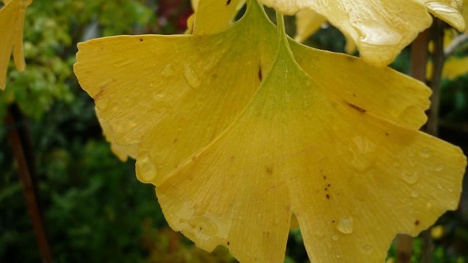 gingko, leaves, fall color, yellow, tree, medicinal herb, goethe-tree HD wallpaper