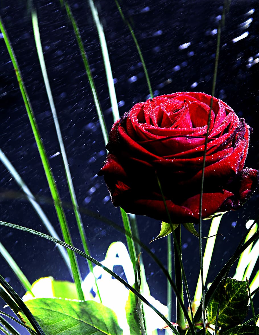 Rose, Red, Mirroring, Flower, Blossom, bloom, pink, red rose HD wallpaper