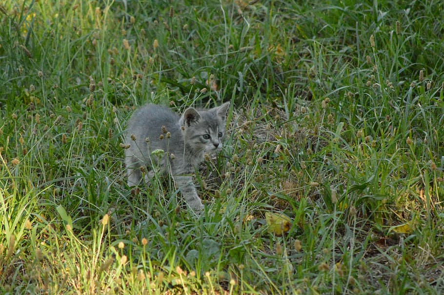 cat, puppy, gray, curious, animal, animal themes, animals in the wild HD wallpaper