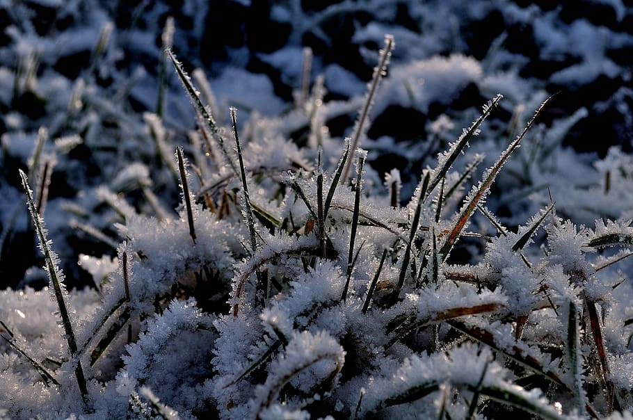 zing, grass, ze, leaf, winter, cold, nature, frost, ice, snow HD wallpaper