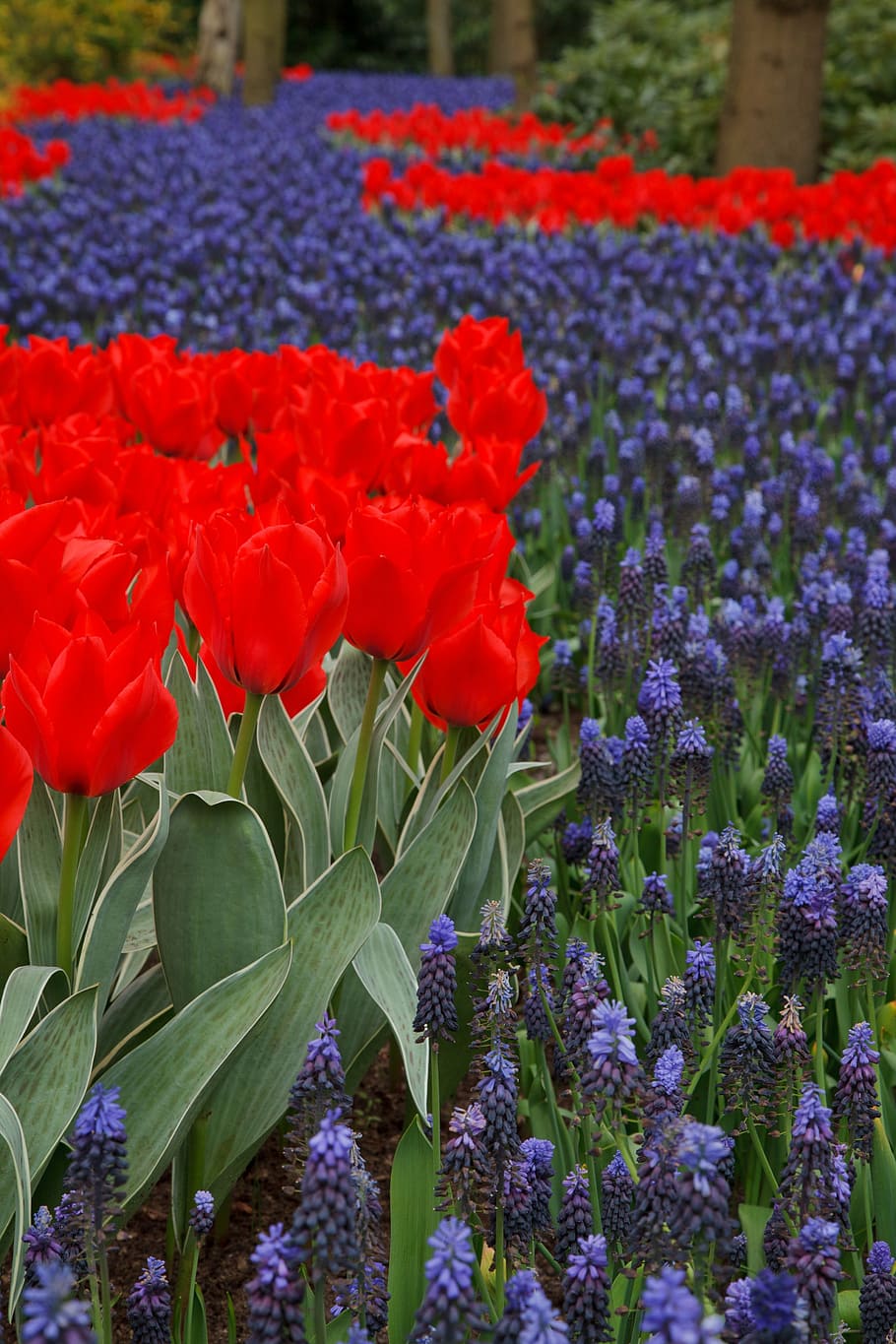tulip, beautiful, bloom, blooming, blue, dutch, field, flower HD wallpaper