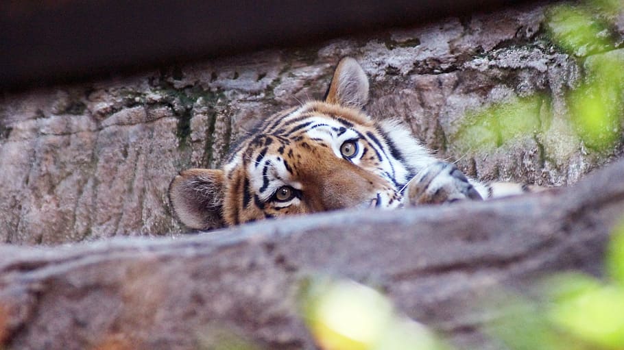 tiger, cat, tiergarten, animal, animal themes, mammal, animal wildlife HD wallpaper