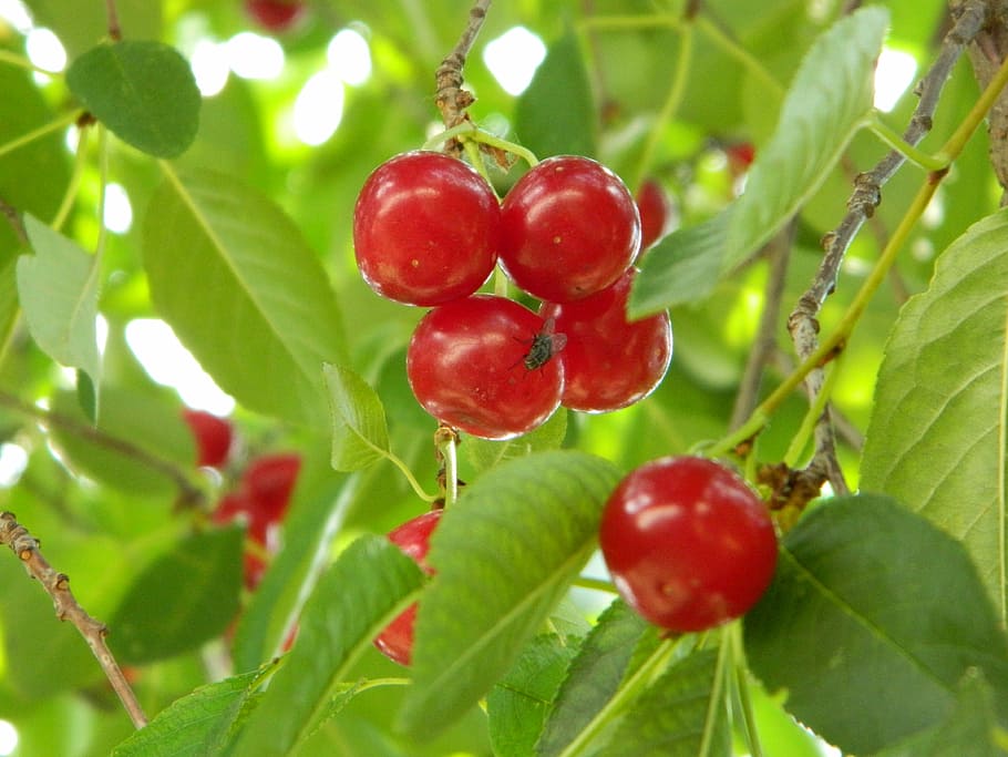 cherry, green, branch, tree, garden, orchad, fruit garden, echo HD wallpaper