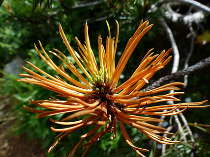 orange petaled flowers, mountain pine, engine, foliation, grow HD wallpaper