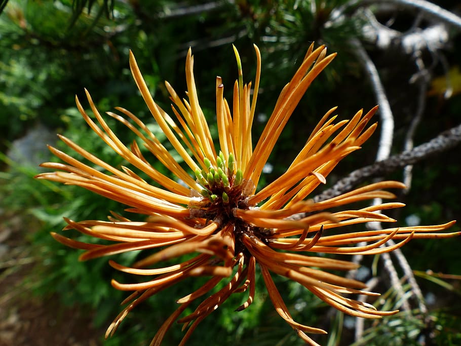orange petaled flowers, mountain pine, engine, foliation, grow HD wallpaper