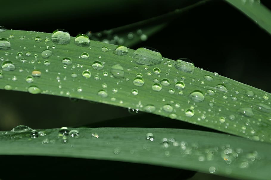 foliage, drops, nature, wet, water, leaf, plant part, close-up HD wallpaper