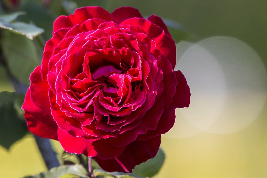 rosa, flower, spring, rose - Flower, nature, plant, petal, red HD wallpaper