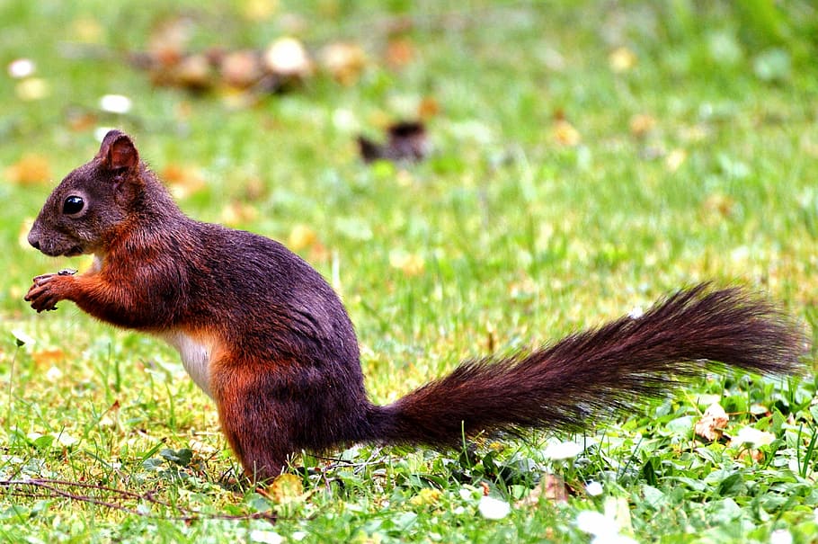 Squirrel, Rodent, Forest, Animals, forest animals, foraging HD wallpaper