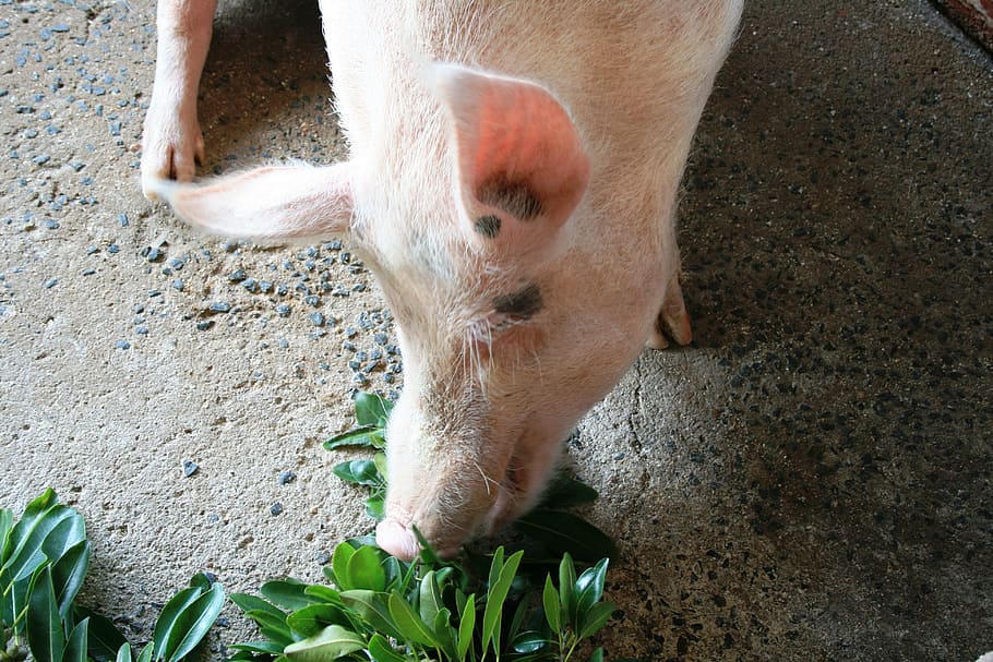 Pig, Pink, Fat, Hungry, Leaves, happy, fodder, feeding, eating HD wallpaper