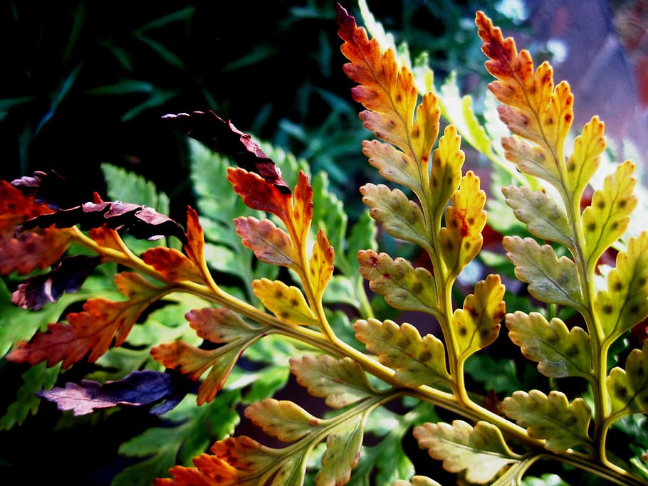 Fern, Leaf, Leaflets, Tips, green, browning, autumn, multi colored HD wallpaper