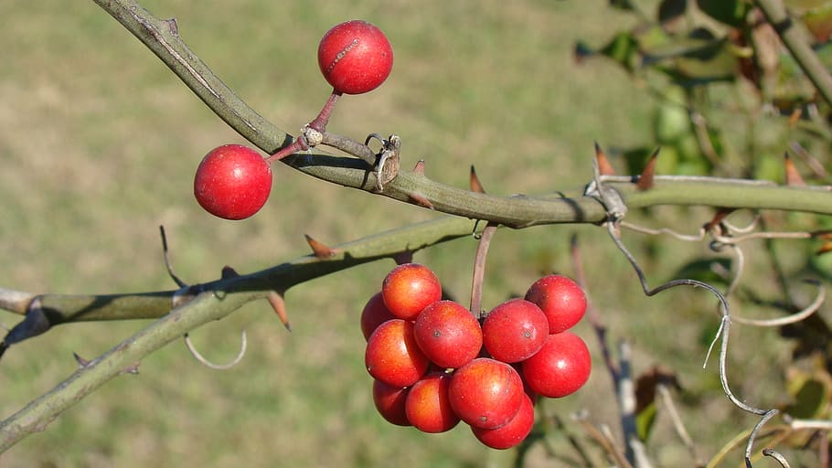 berry, plants, red, nature, fruit, healthy eating, food, food and drink HD wallpaper