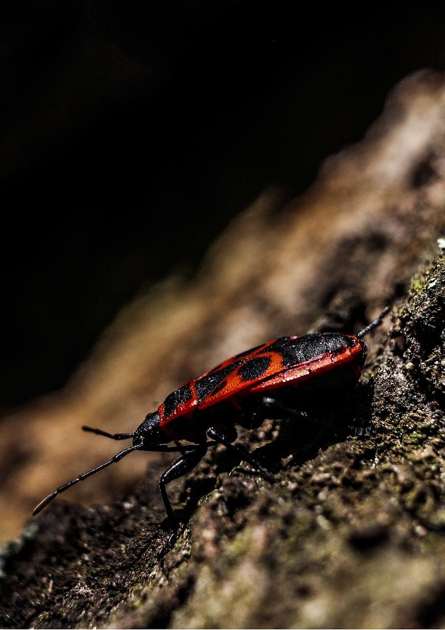 Macro, Bug, Garden, Tree, Beetle, Insect, heat - temperature HD wallpaper