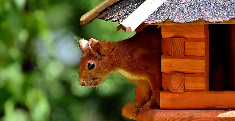shallow focus photography of squirrel, cute, animal, nager HD wallpaper