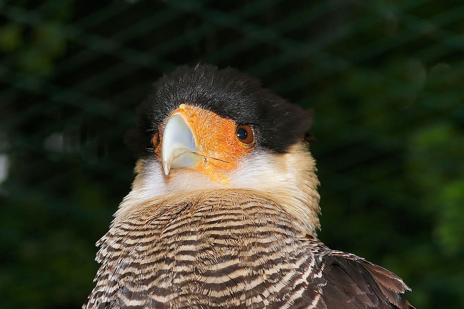 caracara, bird, head, bill, portrait, plumage, vulture hawk HD wallpaper