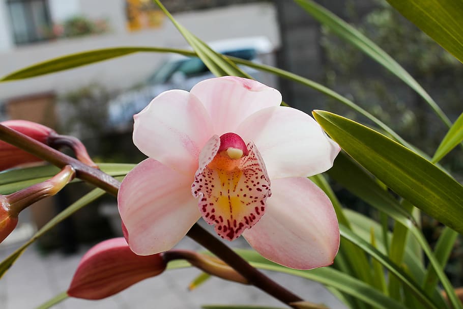 orchid, pink, flowers, white, nature, plant, petal, pink color HD wallpaper