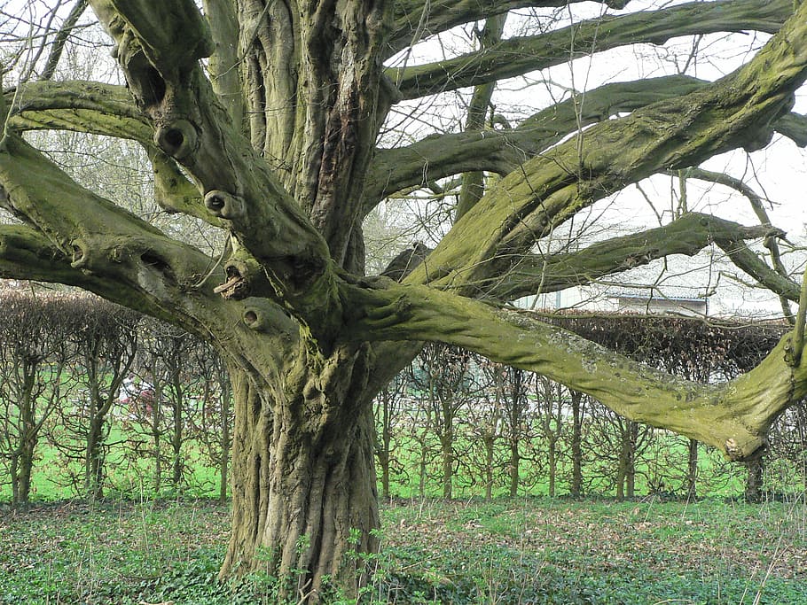 trunk, beech, wood, branches, tree, nature, spring, plant, tree trunk HD wallpaper