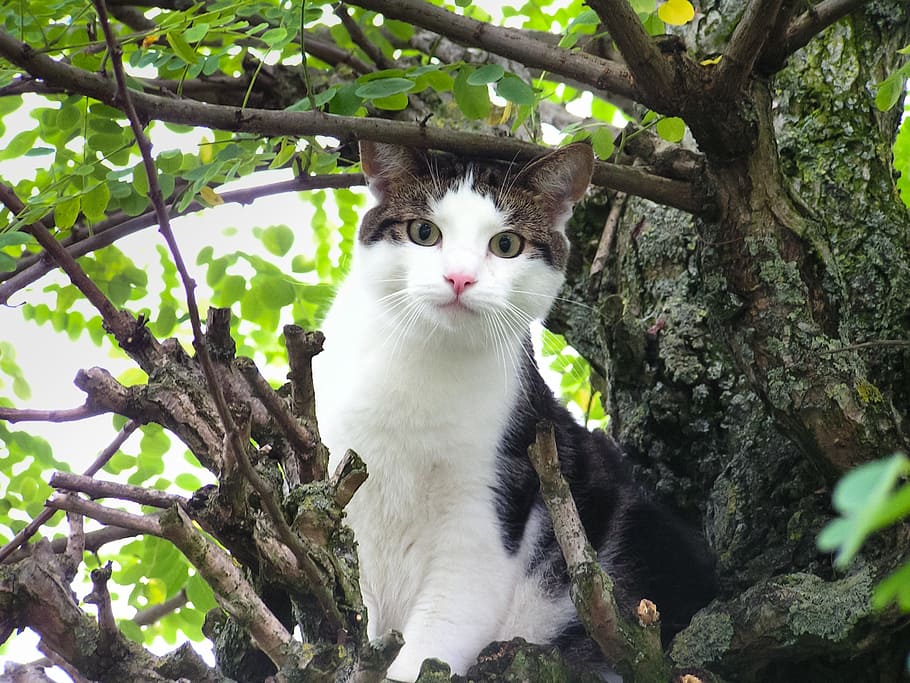white and black cat on brown tree branch, stuck, animal, looking HD wallpaper