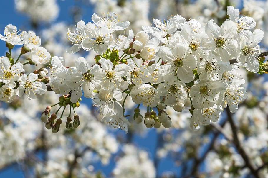 cherry blossoms, white, white blossom, tree, bloom, spring HD wallpaper
