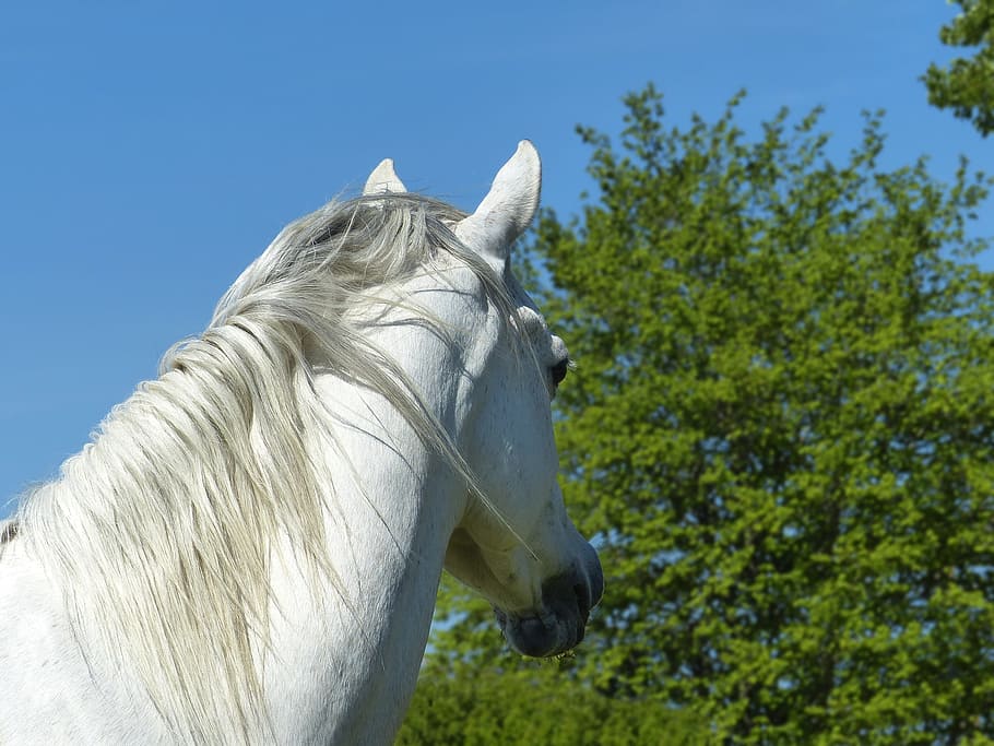 pure arab blood, white, mane, head, look, trees, portrait, careful HD wallpaper