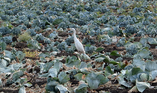 cabbage, field, post-harvest, residual, cattle egret, india HD wallpaper