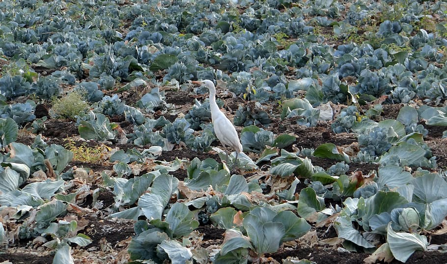 cabbage, field, post-harvest, residual, cattle egret, india HD wallpaper