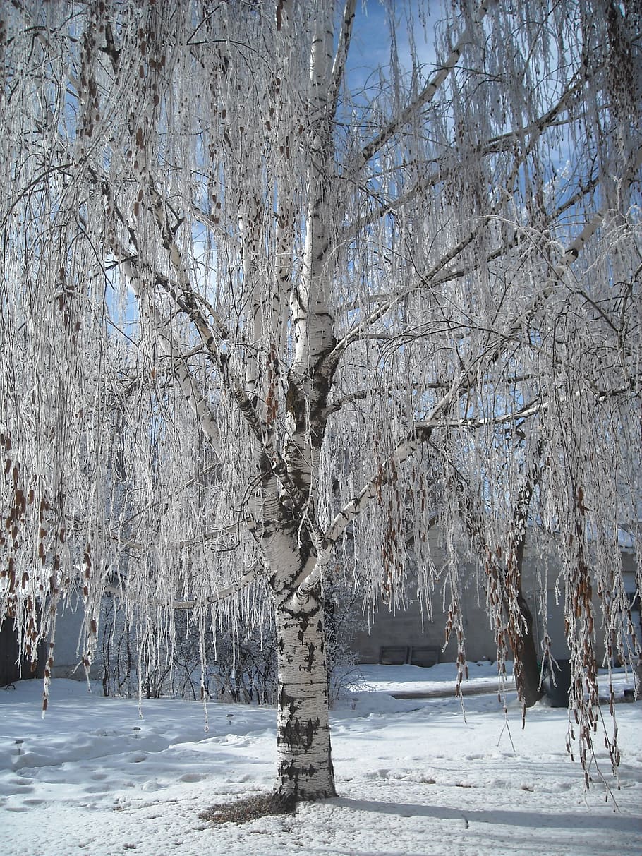 ice, winter tree, landscape, nature, icy, snow, cold temperature HD wallpaper