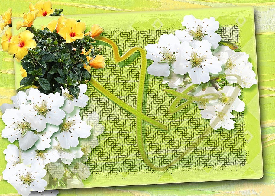 closeup photo of white and yellow petaled flowers, happy easter HD wallpaper