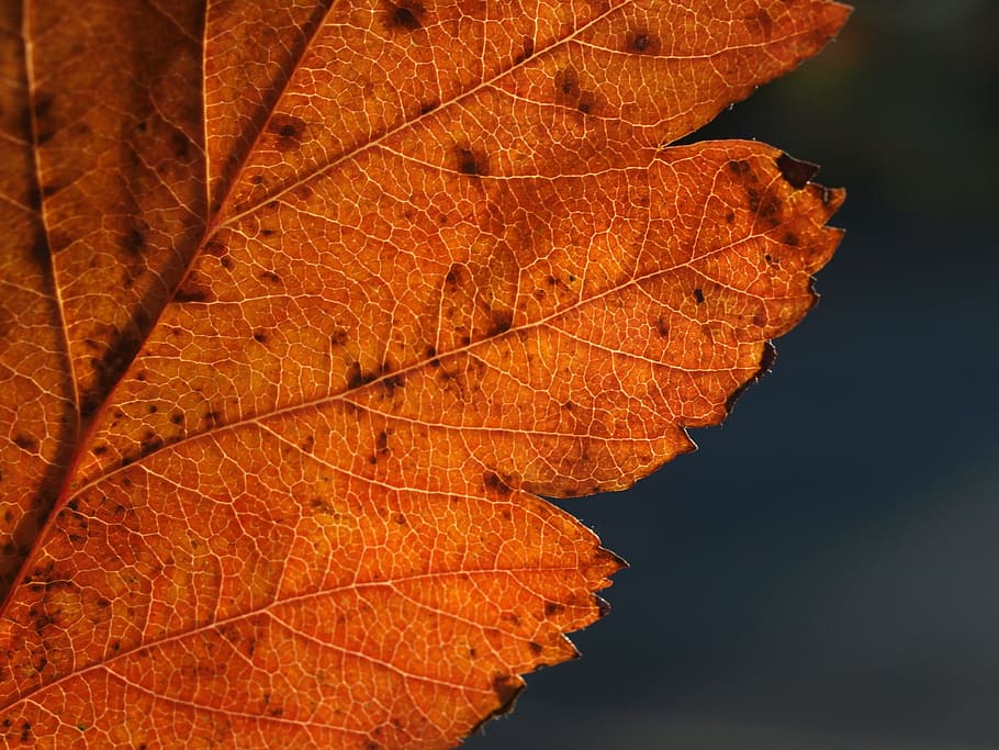 leaf, autumn, nature, orange, change, plant part, orange color HD wallpaper