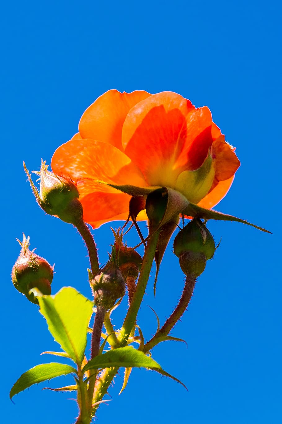 Spring, Floral, Blossom, Nature, rose, decoration, plant, romantic HD wallpaper