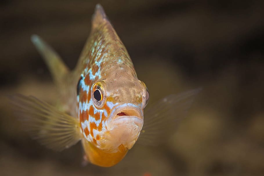gold perch, fish, underwater, diving, macro, nature, lake, one animal HD wallpaper