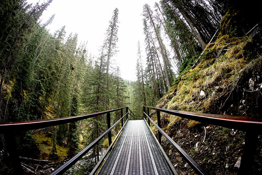 black steel bridge surrounded by green trees, black wooden bridge in the forest HD wallpaper